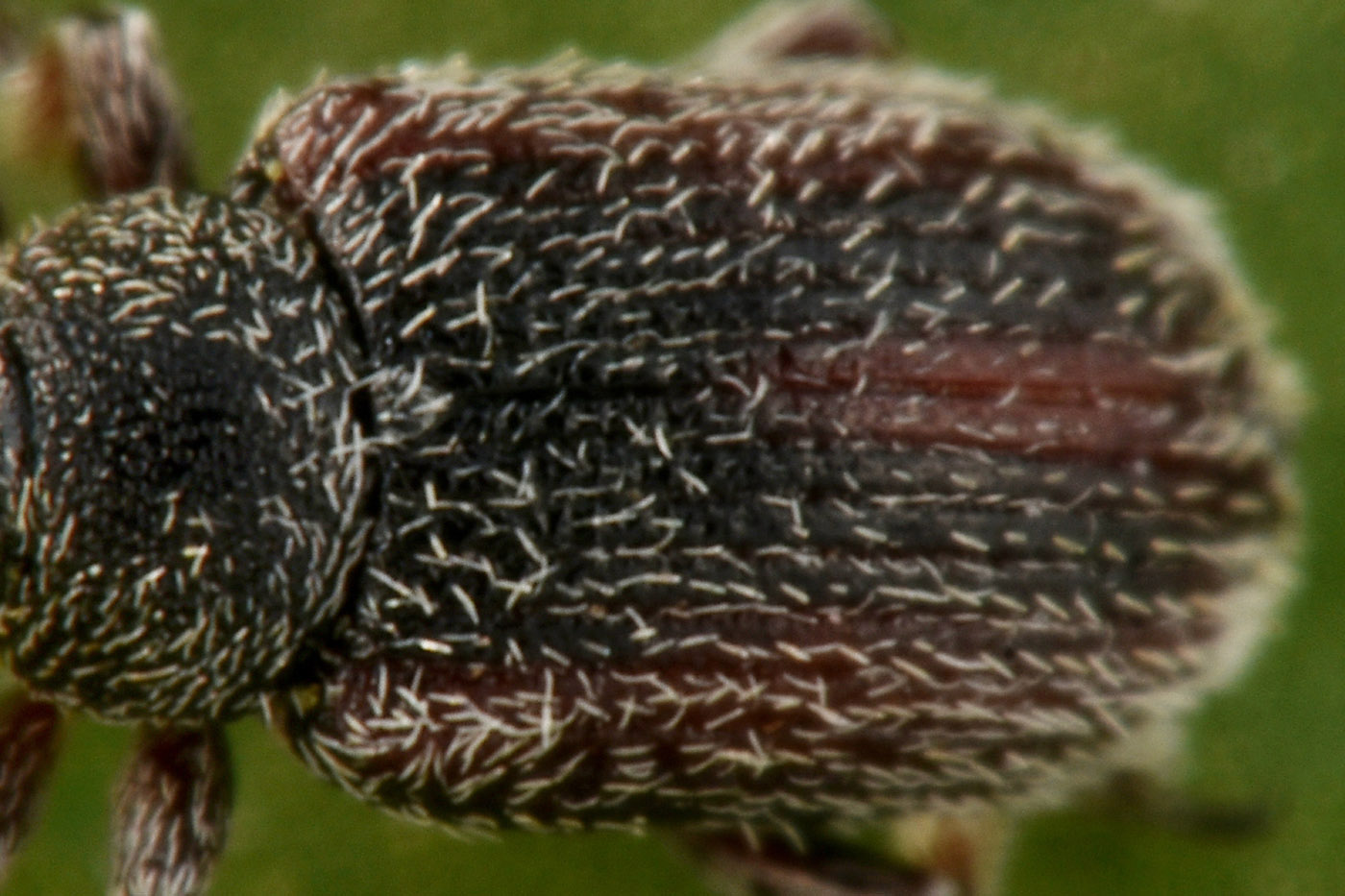 Gymnetron sp?   Sì,  Gymnetron rostellum
